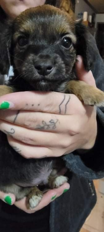 Chihuahua – chiweenie puppy
