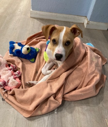 American Pit Bull Terrier – Stray puppy needs home