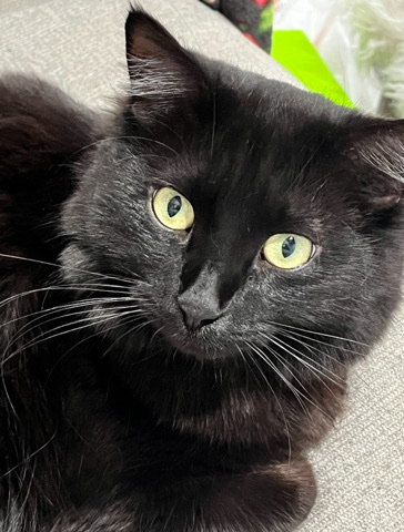 British Longhair – Cat needs a home