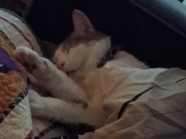 American Shorthair – Oreo needs a good home – Cedar Rapids