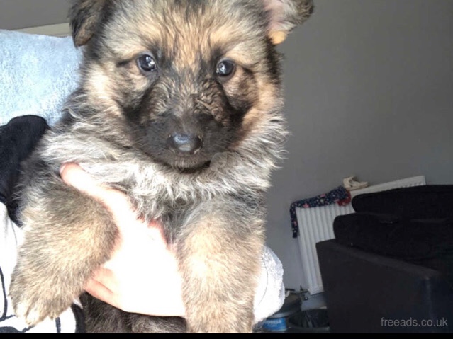 German Shepherd – Long Haired German Shepard Pups