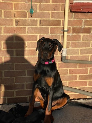 Doberman Pinscher – champion bloodline European Doberman puppy