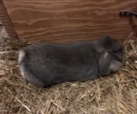 Mini Lop – Rabbits