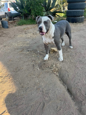 American Pit Bull Terrier – Blue nose pitbull FOR SALE