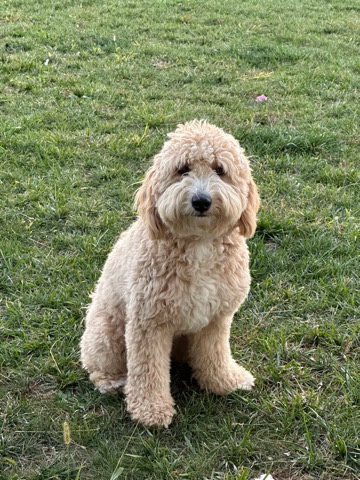 Poodle – Rare mini white golden doodle