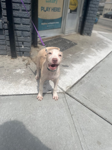 bluenose bully