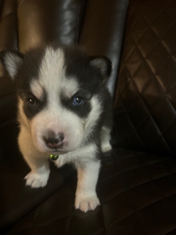 Siberian Husky – Siberian huskies
