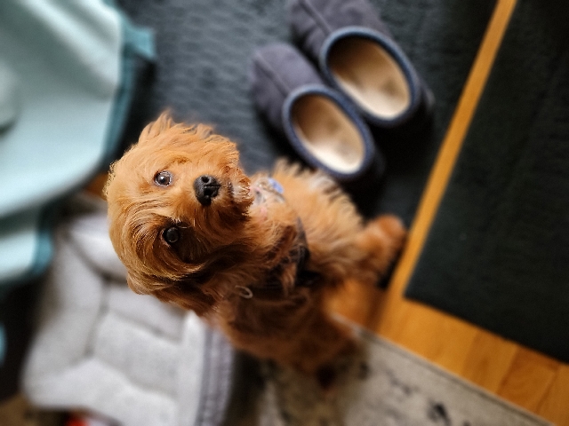 Poodle – Cavapoo puppy
