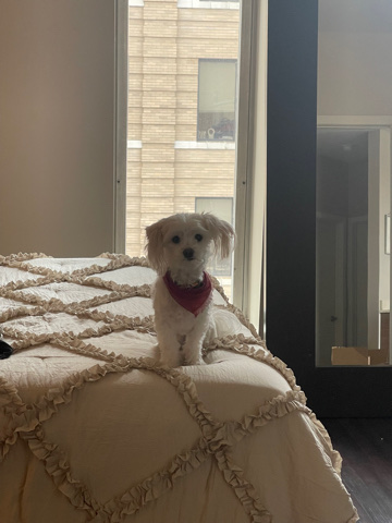 Maltese – blu