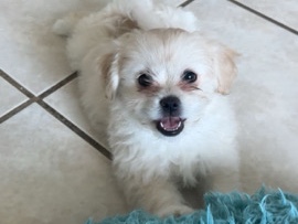 Pomeranian - Pomeranian mix Puppies available for adoption in Miami