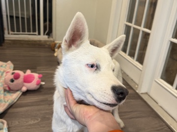 husky mix puppy for adoption