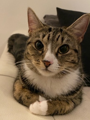 Bengal – Female Tabby Cat