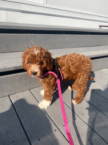Poodle – Cavapoo for Sale!