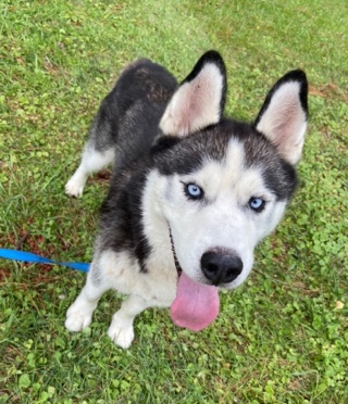 Siberian Husky – Finn