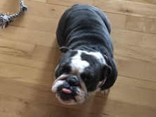 Olde English Bulldogge – English Bulldog