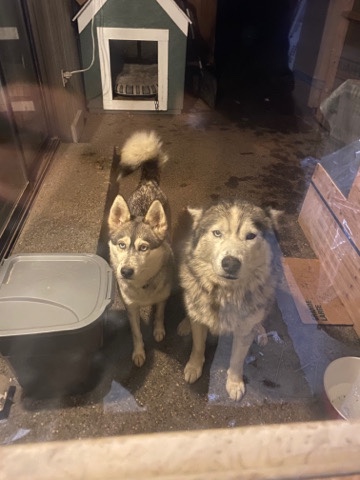Siberian Husky – 2 Free huskies read description