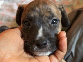 pit bull – Lufkin