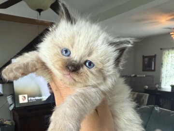 tica registered seal Ragdolls males and females 