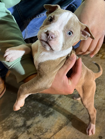 American Pit Bull Terrier – Bully Puppies