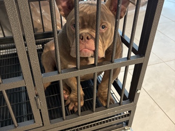 American Bulldog - saleing him he need a good home  available for adoption in Dallas