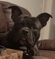 Pocket Bully