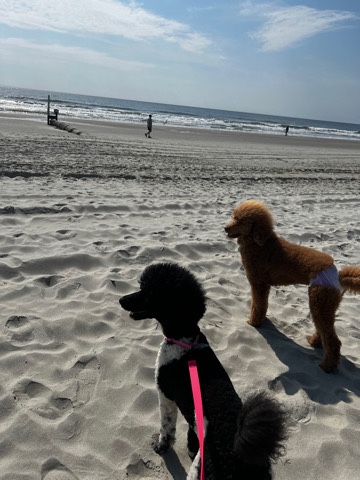 Poodle – Two Adult Standard Poodles