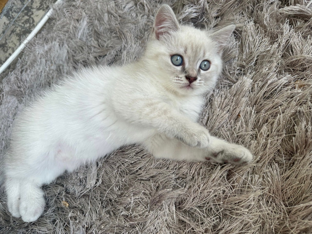 British Shorthair – Baby Kitten BKH