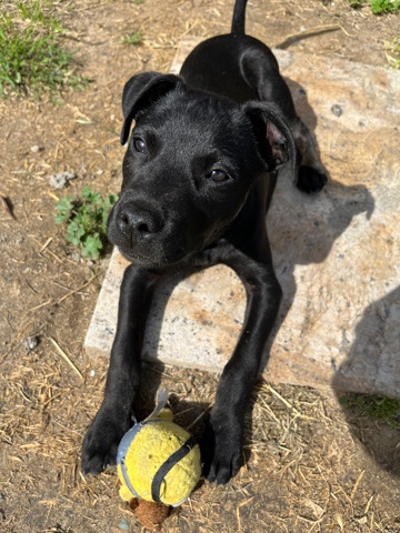 Labrador Retriever – 4 Month Old Labrador chihuahua