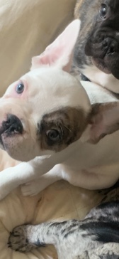 French Bulldog – Frenchies