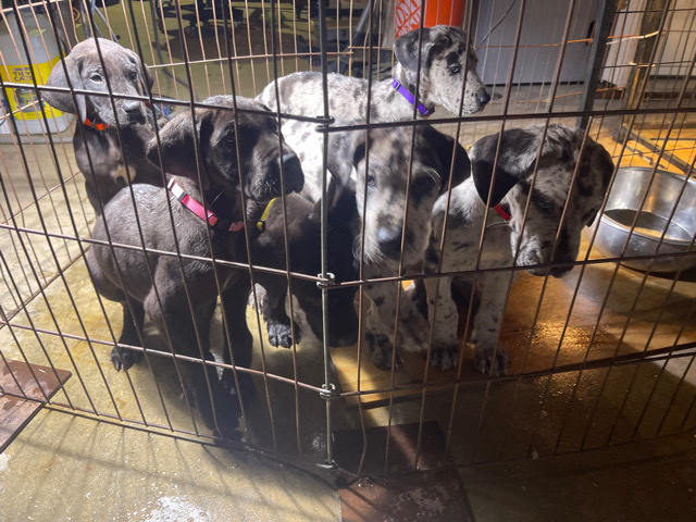 Great Dane – Great Dane puppies