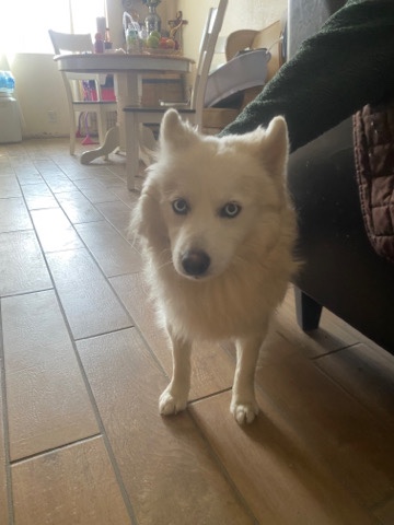 Pomsky