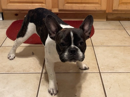 Frenchie