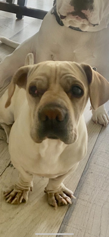 Char Pei mix with Cocker Spaniel