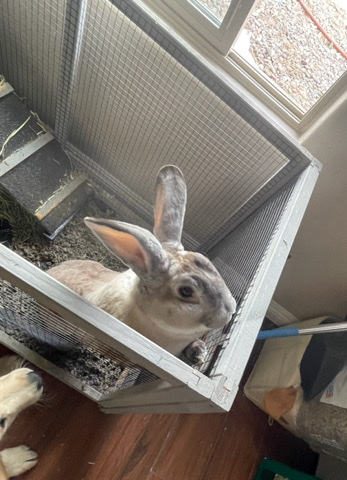 Cuddly Standard Rex Rabbit
