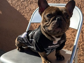 French Bulldog – French bull dog male – Inglewood