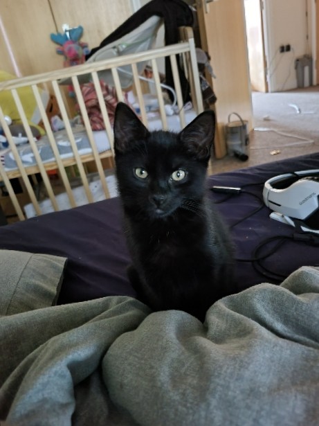 Bombay – black male kitten