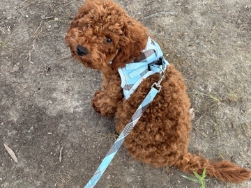 Cockapoo – Red Cockapoo Puppy Needs Rehoming – Indian Trail