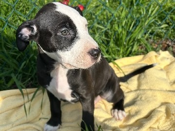American Pit Bull Terrier – Nico - Affectionate American Pit Bull Terrier & American Bully Puppy – 14 Weeks Old – Baltimore