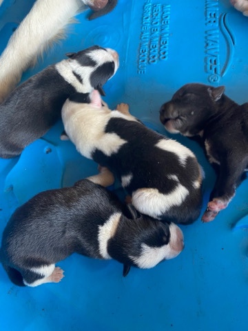 Border Collie – border collie/German shepherd mix puppies