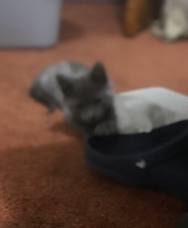 Russian Blue – Kitten 4 Sale