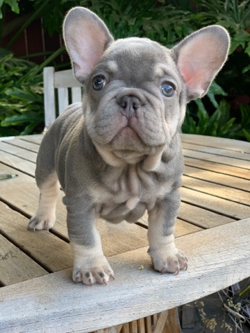 French Bulldog – french bulldog puppy