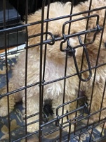 Poodle – pheobe