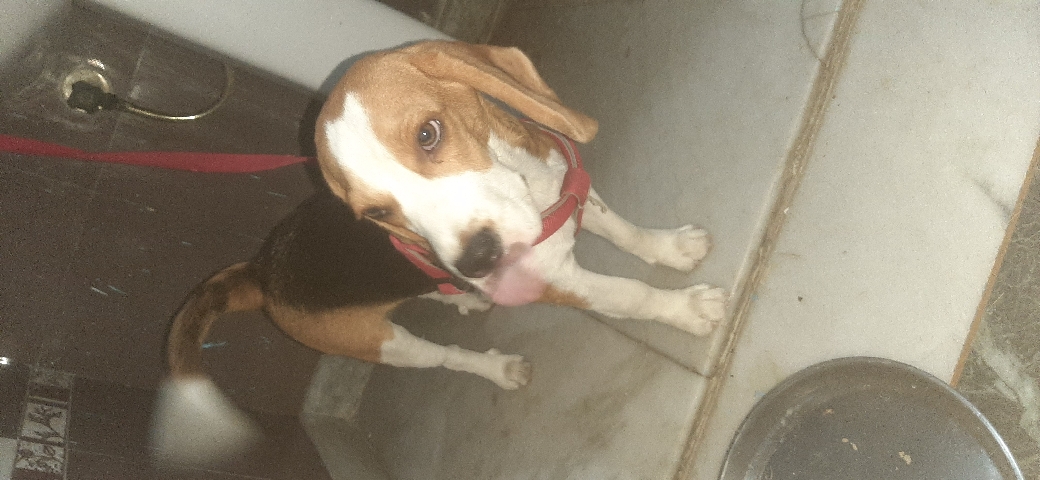 Beagle – beagle pet