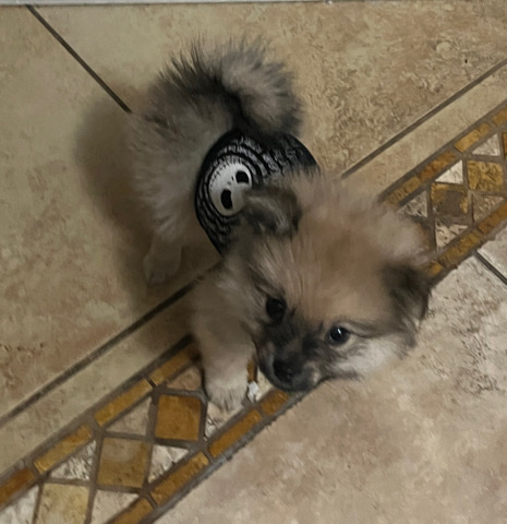 Pomeranian β π€ Beautiful Pomeranian Puppy π€