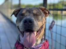 American Pit Bull Terrier – Pitbull/Shar Pei Mix – Albuquerque