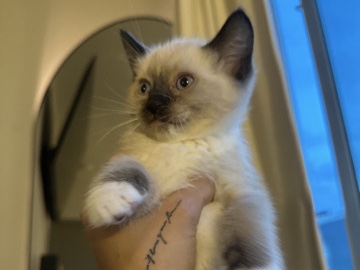 Ragdoll - Full Ragdoll Kittens for Sale available for adoption in Las Vegas