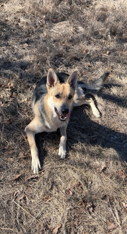 German Shepherd – Pair of Beautiful German Shepherds