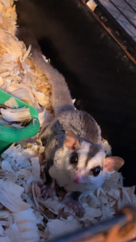 squirrel – sugargliders