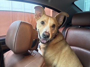 Gunner – Colorado Springs