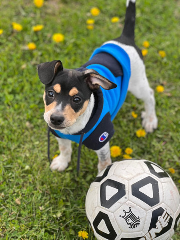Miniature Pinscher – Chico looking for a loving home